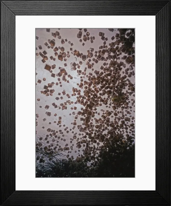 Framed Print : Thimble Jellyfish - Thimble Jellyfish are always found in large congretations near or on the surface. They have a slight sting Milne Bay. Papua New Guinea Framed Print : Thimble Jellyfish - Thimble Jellyfish are always found in large congretations near or on the surface. They have a slight sting Milne Bay. Papua New Guinea