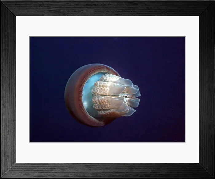 Framed Print : Jellyfish - A perfect example of the common jellyfish as it roams the open ocean looking for food Seal Rocks. NSW. Australia Framed Print : Jellyfish - A perfect example of the common jellyfish as it roams the open ocean looking for food Seal Rocks. NSW. Australia
