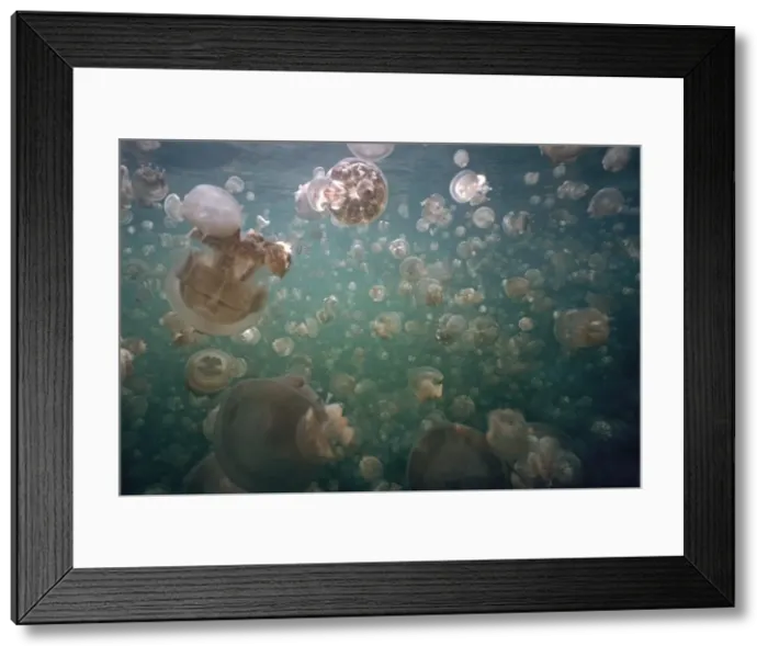 Framed Print : Palau Jellyfish - Jellyfish lake in the hills of Palau is home to millions of freshwater jellyfish they follow the sun which is necessary for then to synthesize their food Palau Framed Print : Palau Jellyfish - Jellyfish lake in the hills of Palau is home to millions of freshwater jellyfish they follow the sun which is necessary for then to synthesize their food Palau