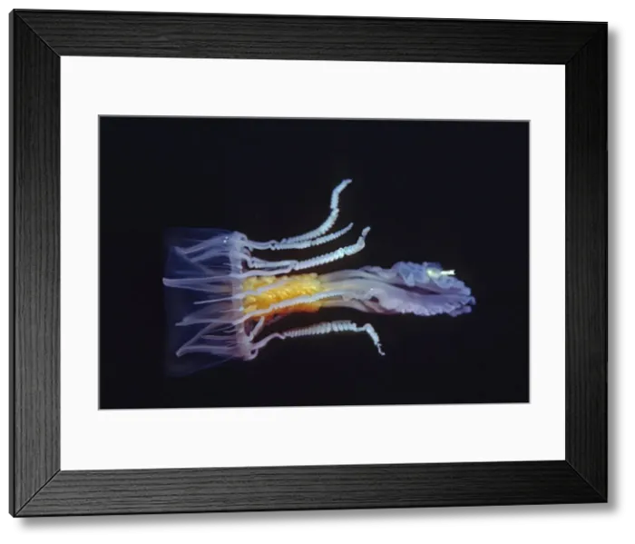 Framed Print : Jellyfish - Stinging mudesa, Beautiful but dangerous. uncommon. The spring like tentacles can trail over one meter behind the bell when the creature is hunting Milne Bay, Papua New Guinea