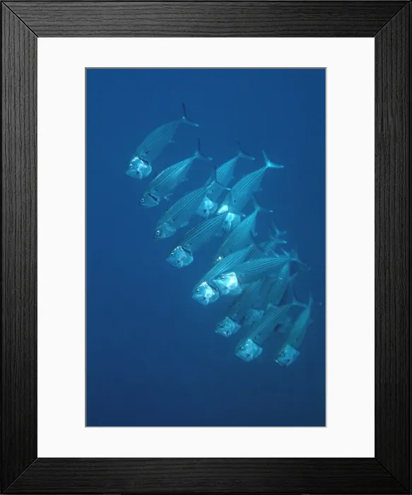 Framed Print : Plankton feeding mackerel - Like whales, these fish suck plankton from the open water by swimming very fast in close formation. Papua New Guinea FIS-086 Framed Print : Plankton feeding mackerel - Like whales, these fish suck plankton from the open water by swimming very fast in close formation. Papua New Guinea FIS-086