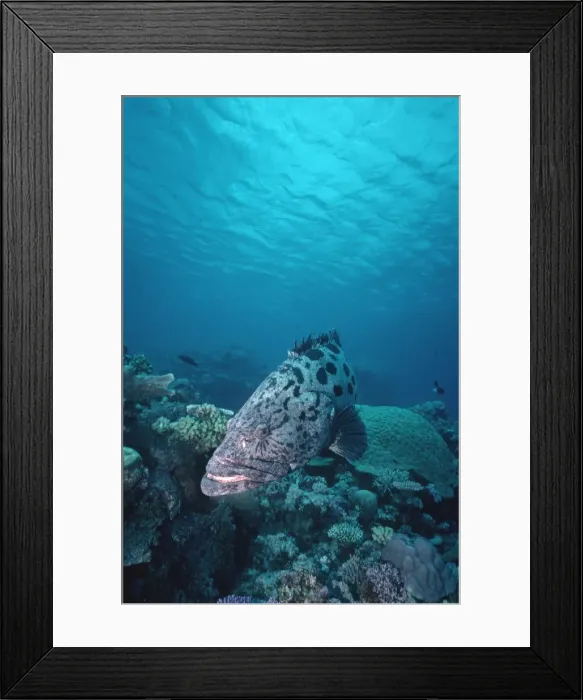 Framed Print : Potato Cod - In his territorial coral patch which is his home. Cod Hole, Coramant Pass, Great Barrier Reef FIS-091 Framed Print : Potato Cod - In his territorial coral patch which is his home. Cod Hole, Coramant Pass, Great Barrier Reef FIS-091