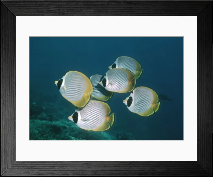 Framed Print : Philippine Butterflyfish - School photographed in the Banda Sea. Uncommon. Banda Sea. Indonesia, FIS-070 Framed Print : Philippine Butterflyfish - School photographed in the Banda Sea. Uncommon. Banda Sea. Indonesia, FIS-070