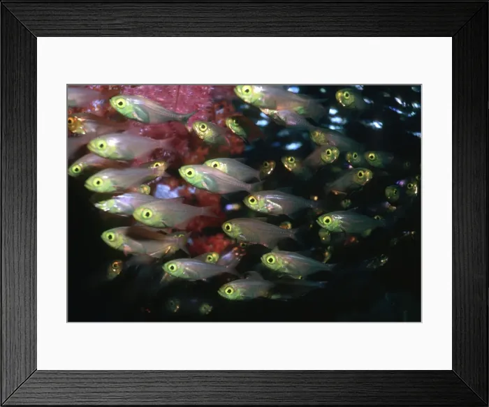 Framed Print : Golden Sweeper - Fish congregating in the safety of a wreck. Milne Bay. Papua New guinea FIS-076 Framed Print : Golden Sweeper - Fish congregating in the safety of a wreck. Milne Bay. Papua New guinea FIS-076