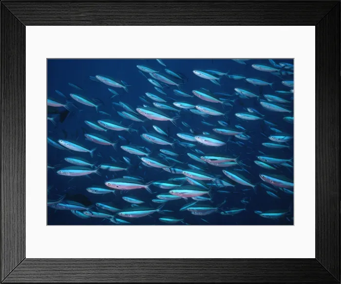 Framed Print : Fusilier Fish - School This species schools on the current side of tropical reefs, feeding on plankton. Milne bay. Papua New Guinea FIS-077 Framed Print : Fusilier Fish - School This species schools on the current side of tropical reefs, feeding on plankton. Milne bay. Papua New Guinea FIS-077