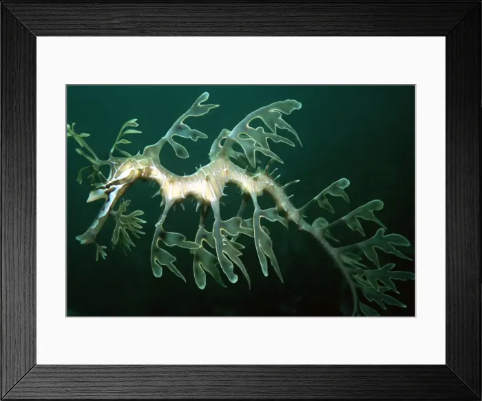 Framed Print : Leafy Sea Dragon - Endemic to southern Australia. Well camouflaged amongst kelp and sea weed. Attains 35 cm. South Australia HOR-002 Framed Print : Leafy Sea Dragon - Endemic to southern Australia. Well camouflaged amongst kelp and sea weed. Attains 35 cm. South Australia HOR-002