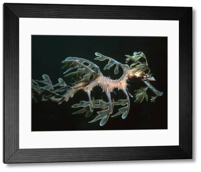 Framed Print : Sea Dragon - Found only in southern Australia. Is well camouflaged when amongst kelp and weeds. South Australia HOR-005 Framed Print : Sea Dragon - Found only in southern Australia. Is well camouflaged when amongst kelp and weeds. South Australia HOR-005