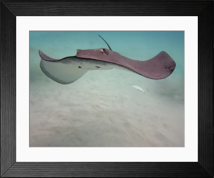 Framed Print : Stingray - These large soft rays live on sand in the Moorea lagoon. They have become a tourist attraction. Moorea, French Polynesia Framed Print : Stingray - These large soft rays live on sand in the Moorea lagoon. They have become a tourist attraction. Moorea, French Polynesia