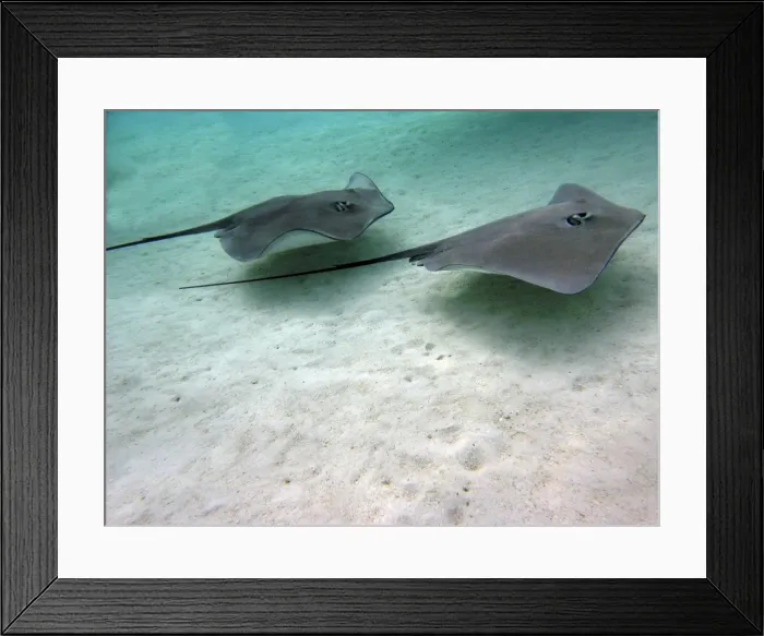 Framed Print : Stingrays - These large soft rays live on sand in the Moorea lagoon. They have become a tourist attraction. Moorea, French Polynesia Framed Print : Stingrays - These large soft rays live on sand in the Moorea lagoon. They have become a tourist attraction. Moorea, French Polynesia