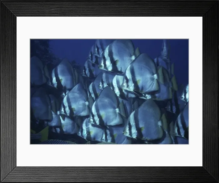 Framed Print : Pinnate Batfish - Not often seen in schools these batfish have the most beautiful Black and orange young. Indonesia Framed Print : Pinnate Batfish - Not often seen in schools these batfish have the most beautiful Black and orange young. Indonesia