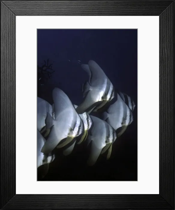 Framed Print : Teira Batfish - These gentle plankton eating fiah are found is schools throughour the Indo Pacific. Heron Island, Great Barrier Reef Framed Print : Teira Batfish - These gentle plankton eating fiah are found is schools throughour the Indo Pacific. Heron Island, Great Barrier Reef
