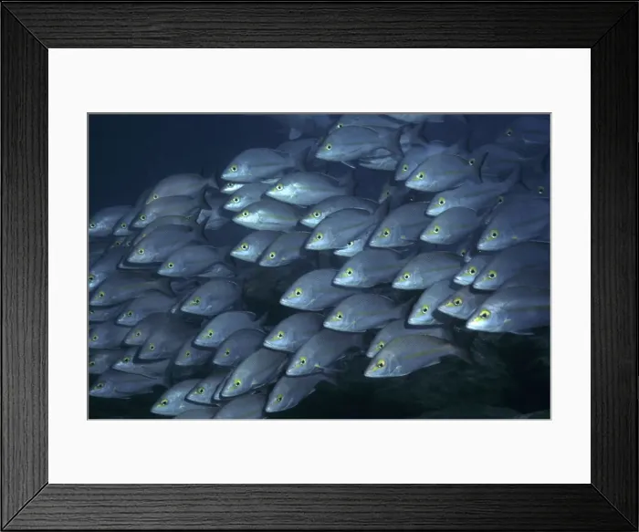Framed Print : Hussars / Yellow Banded sea perch - The fish are found during the daylight hours in large schools around coral outcrops. Heron Island, Great Barrier Reef. Australia L. adetii Framed Print : Hussars / Yellow Banded sea perch - The fish are found during the daylight hours in large schools around coral outcrops. Heron Island, Great Barrier Reef. Australia L. adetii