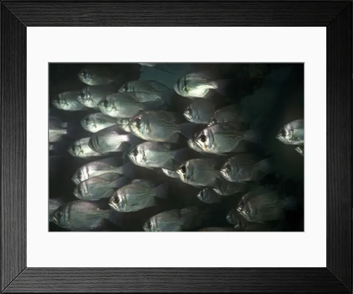 Framed Print : Threadfin Pearl Perch - found north of Exmouth Western Australia into Papua Newguinea. Exmouth, Western australia
