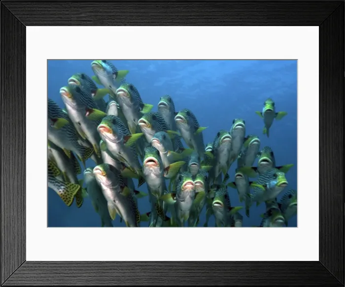 Framed Print : Sweetlips - 10 species and 2 genera are known from the Coral Sea and Great Barrier Reef. The flesh of the larger Sweetlips is good eating. Coral Sea Framed Print : Sweetlips - 10 species and 2 genera are known from the Coral Sea and Great Barrier Reef. The flesh of the larger Sweetlips is good eating. Coral Sea