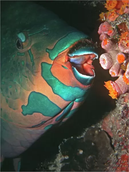 Swarthy Parrotfish - about to bite into a coral polyp. The fish does not devour the coral but the algae that lives in and on the static animal. Heron Island. Great Barrier Reef. Australia