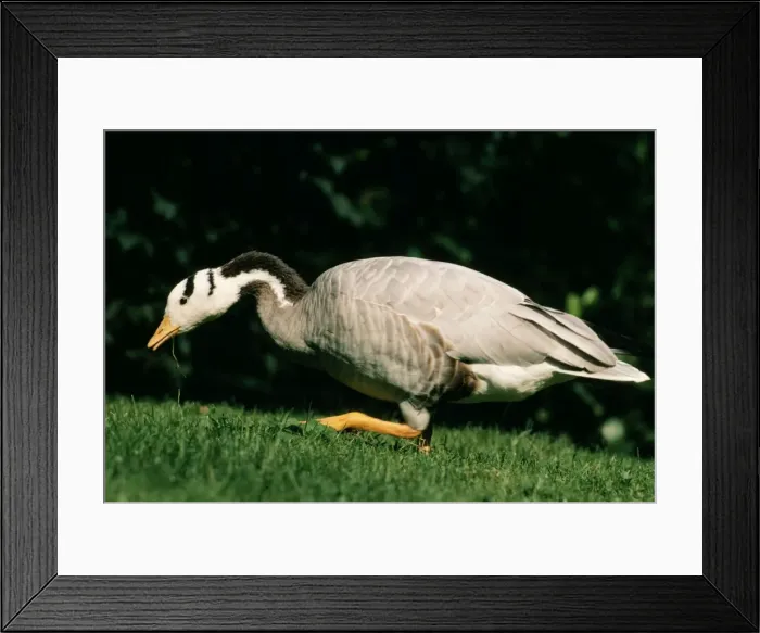 Framed Print : Bar-headed Goose Framed Print : Bar-headed Goose