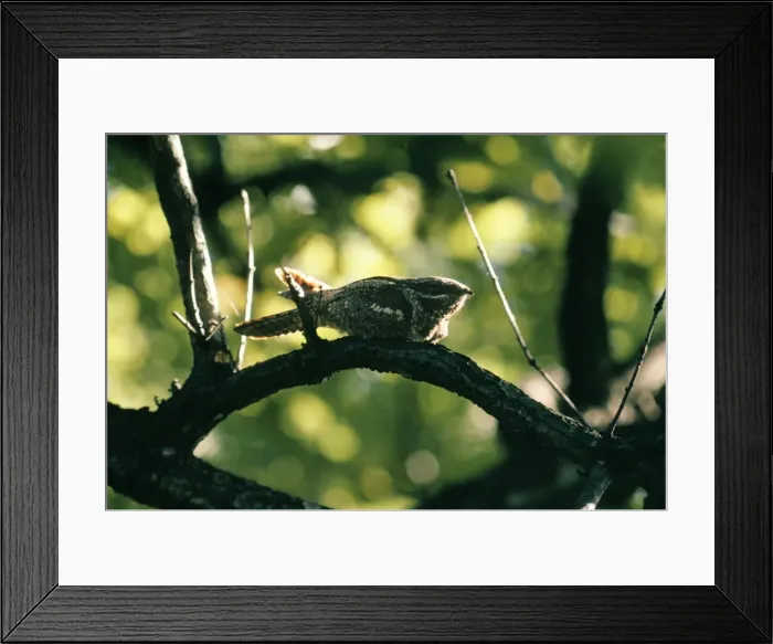 Framed Print : Nightjar. WAG-305. Nightjar - on branch, at dusk Framed Print : Nightjar. WAG-305. Nightjar - on branch, at dusk