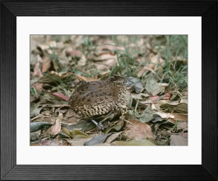Framed Print : Bustard Quail - On ground Framed Print : Bustard Quail - On ground