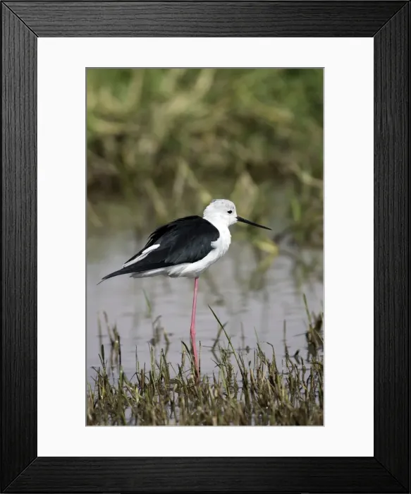 Framed Print : Black-winged Stilt. Bale mountains - Ethiopia Framed Print : Black-winged Stilt. Bale mountains - Ethiopia