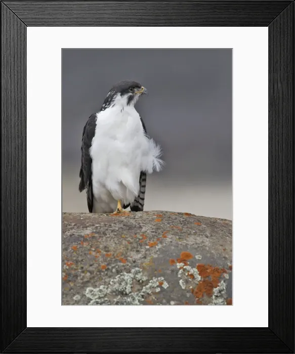 Framed Print : Augur Buzzard. Bale mountains - Ethiopia - Africa Framed Print : Augur Buzzard. Bale mountains - Ethiopia - Africa