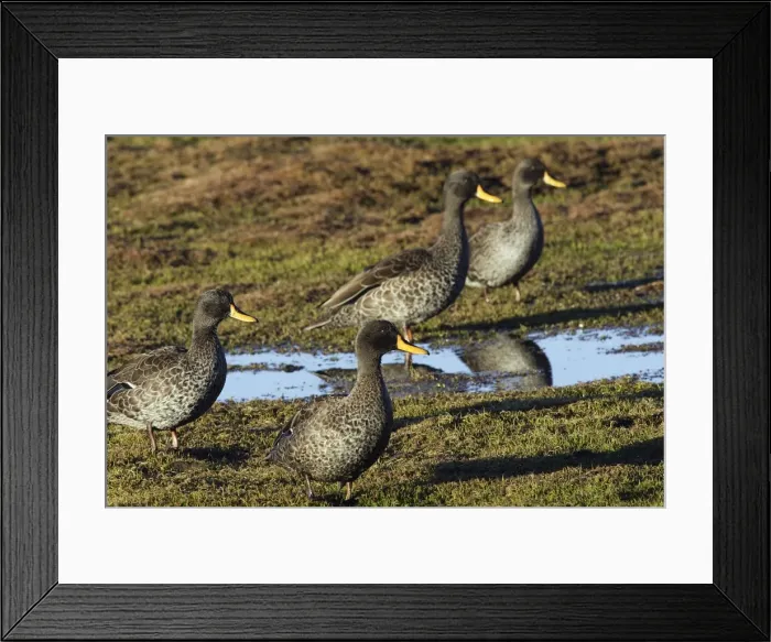 Framed Print : Yellow-billed Duck. Bale Mountains - Ethiopia - Africa Framed Print : Yellow-billed Duck. Bale Mountains - Ethiopia - Africa