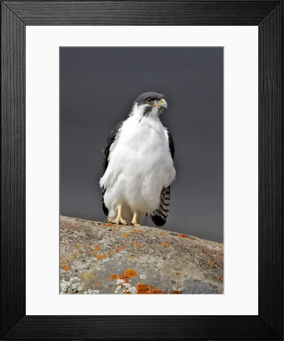 Framed Print : Augur Buzzard. Bale mountains - Ethiopia - Africa Framed Print : Augur Buzzard. Bale mountains - Ethiopia - Africa