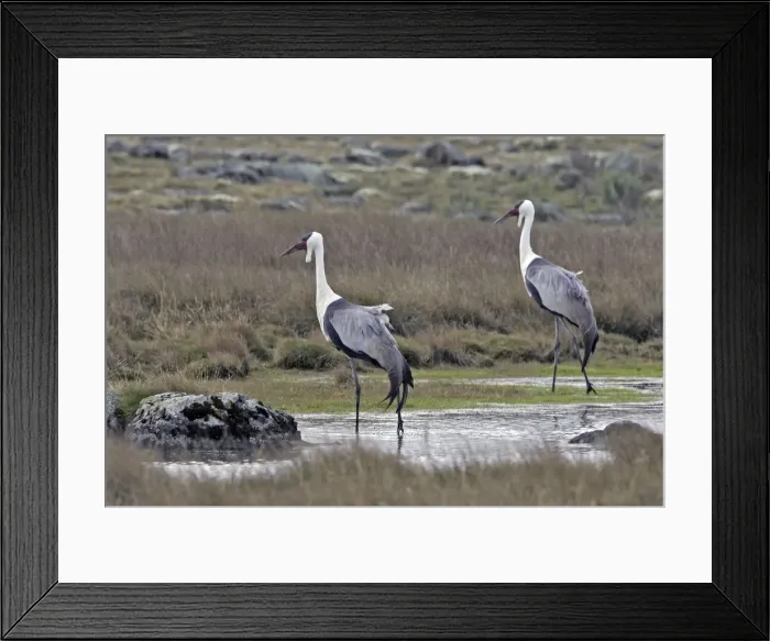 Framed Print : Wattled Crane - two. Bale Mountains - Ethiopia - Africa Latin formely Bugeranus carunculatus Framed Print : Wattled Crane - two. Bale Mountains - Ethiopia - Africa Latin formely Bugeranus carunculatus