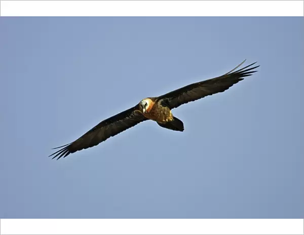 Lammergeier  /  Bearded Vulture. Bale Mountains - Ethiopia - Africa