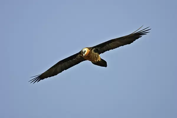 Lammergeier  /  Bearded Vulture. Bale Mountains - Ethiopia - Africa