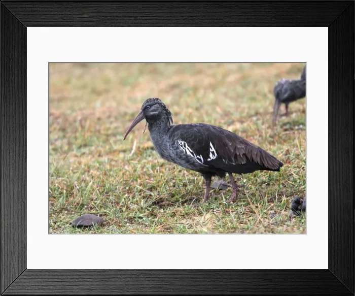 Framed Print : Wattled Ibis. Bale Mountains - Ethiopia - Africa Framed Print : Wattled Ibis. Bale Mountains - Ethiopia - Africa