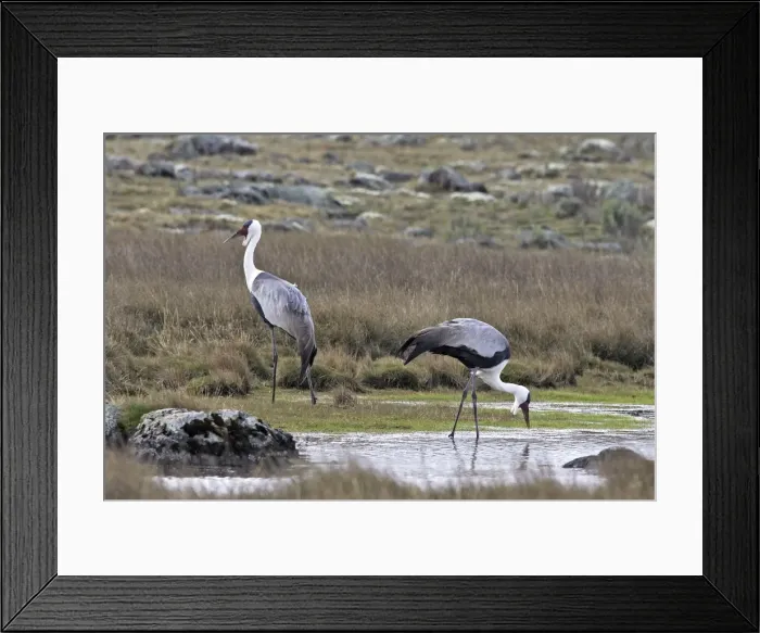 Framed Print : Wattled Crane - two. Bale Mountains - Ethiopia - Africa. Latin formely Bugeranus carunculatus Framed Print : Wattled Crane - two. Bale Mountains - Ethiopia - Africa. Latin formely Bugeranus carunculatus