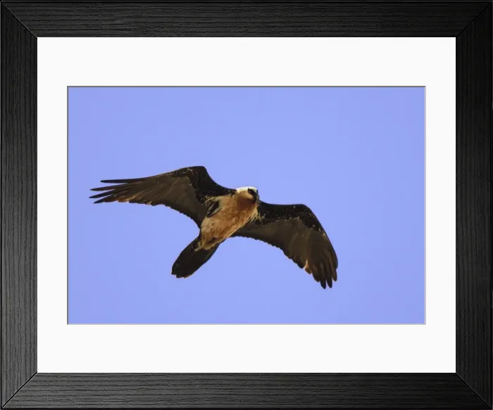 Framed Print : Lammergeier / Bearded Vulture - in flight. Bale Mountains - Ethiopia - Africa Framed Print : Lammergeier / Bearded Vulture - in flight. Bale Mountains - Ethiopia - Africa