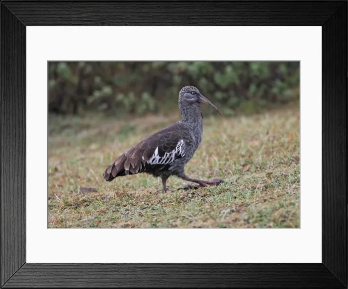 Framed Print : Wattled Ibis. Bale Mountains - Ethiopia - Africa Framed Print : Wattled Ibis. Bale Mountains - Ethiopia - Africa