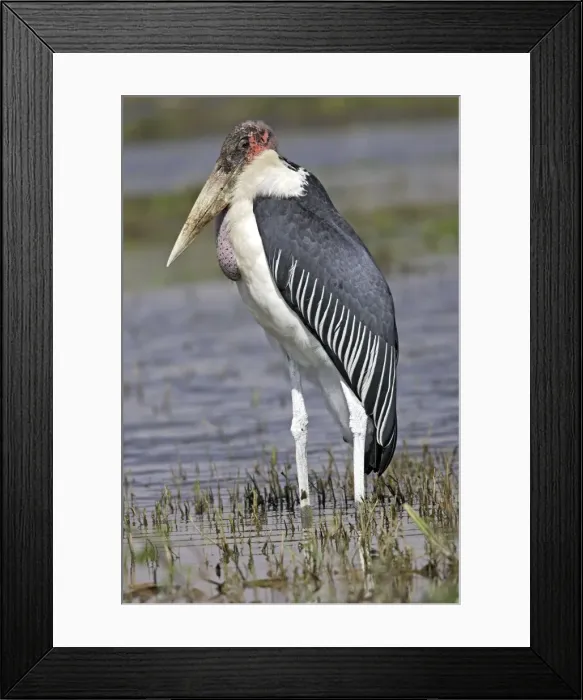 Framed Print : Marabou Stork Framed Print : Marabou Stork