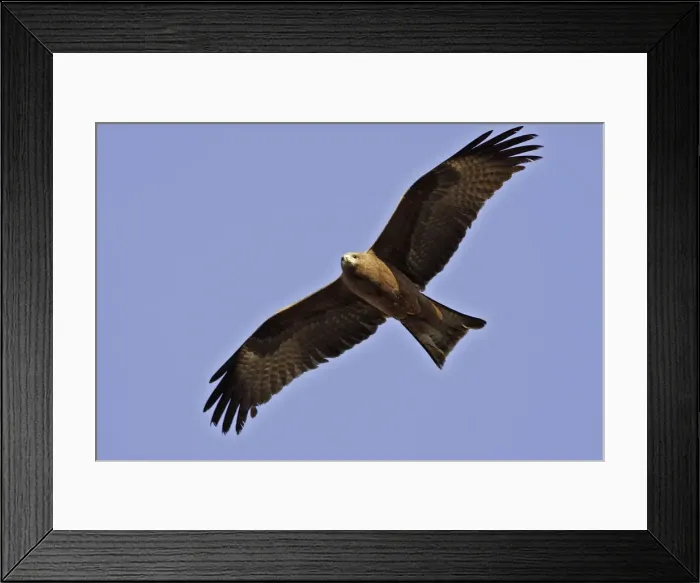 Framed Print : Black Kite - in flight Framed Print : Black Kite - in flight