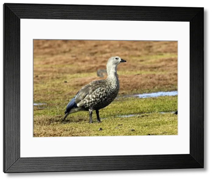 Framed Print : Blue-winged Goose. Rare and endmic to Ethiopia. Bale Mountains - Ethiopia - Africa. 4000 m- 4300 m Framed Print : Blue-winged Goose. Rare and endmic to Ethiopia. Bale Mountains - Ethiopia - Africa. 4000 m- 4300 m