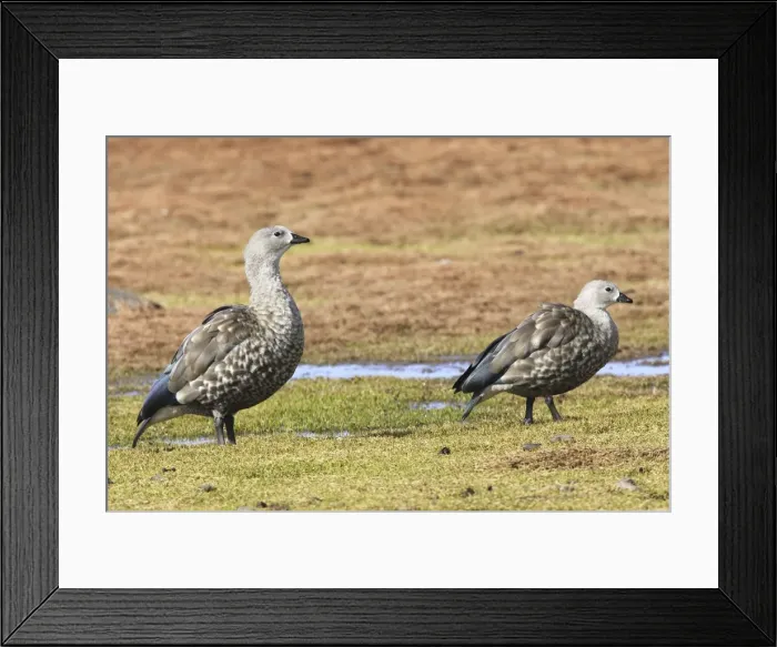 Framed Print : Blue-winged Goose. Rare and endmic to Ethiopia. Bale Mountains - Ethiopia - Africa. 4000 m- 4300 m Framed Print : Blue-winged Goose. Rare and endmic to Ethiopia. Bale Mountains - Ethiopia - Africa. 4000 m- 4300 m