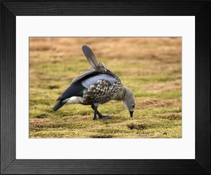 Framed Print : Blue-winged Goose. Rare and endmic to Ethiopia. Bale Mountains - Ethiopia - Africa. 4000 m- 4300 m Framed Print : Blue-winged Goose. Rare and endmic to Ethiopia. Bale Mountains - Ethiopia - Africa. 4000 m- 4300 m