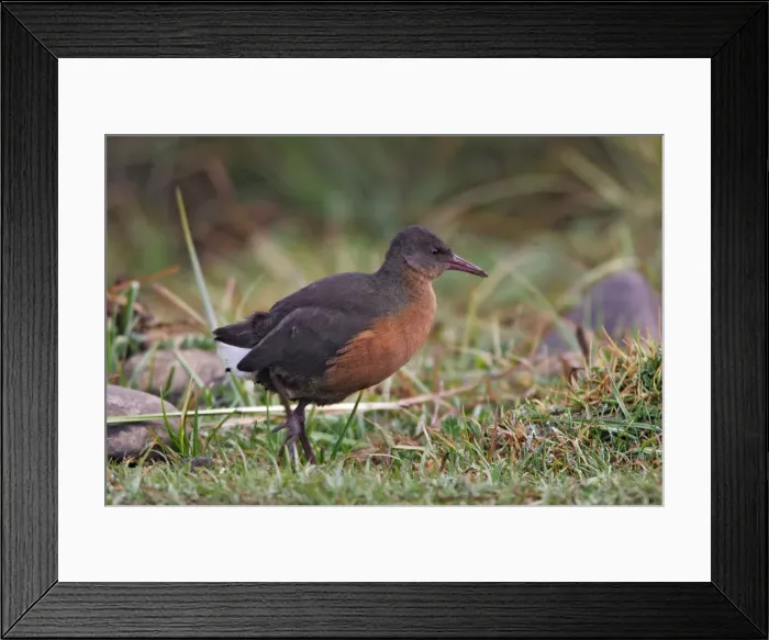 Framed Print : Rouget's Rail. Bale Mountains - Ethiopia - Africa. 4000 m- 4300 m Framed Print : Rouget's Rail. Bale Mountains - Ethiopia - Africa. 4000 m- 4300 m