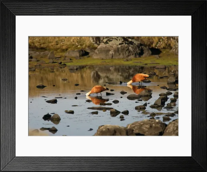 Framed Print : Ruddy Shelduck. Bale Mountains - Ethiopia Framed Print : Ruddy Shelduck. Bale Mountains - Ethiopia