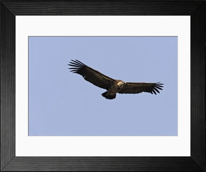 Framed Print : African White-backed Vulture. Simien Mountains - Ethiopia Framed Print : African White-backed Vulture. Simien Mountains - Ethiopia