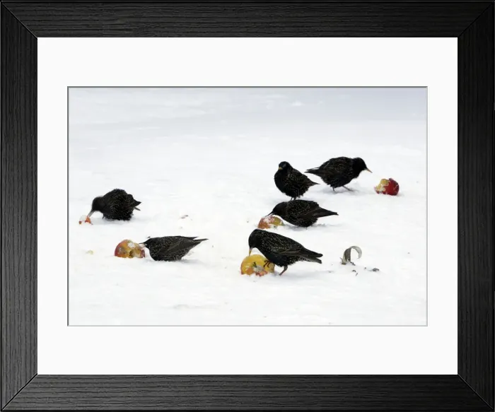 Framed Print : Starlings - in the garden eating apples