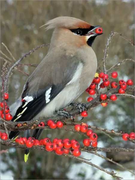 Waxwing eating Cotoneaster lacteus berries. Alsace - France