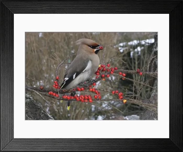 Framed Print : Waxwing eating Cotoneaster lacteus berries. Alsace - France Framed Print : Waxwing eating Cotoneaster lacteus berries. Alsace - France