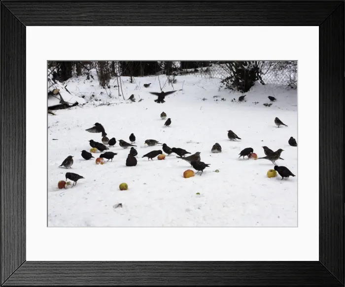 Framed Print : Birds - feeding on apples in the garden, including Blackbird (Turdus merula), Thrushes, Fieldfare and Starling (Sturnus vulgaris) Framed Print : Birds - feeding on apples in the garden, including Blackbird (Turdus merula), Thrushes, Fieldfare and Starling (Sturnus vulgaris)