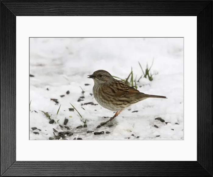 Framed Print : Dunnock - in snow. Alsace - France Framed Print : Dunnock - in snow. Alsace - France