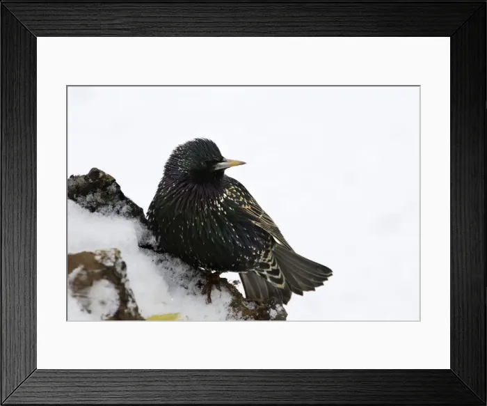 Framed Print : European Starling - in snow. Alsace - France Framed Print : European Starling - in snow. Alsace - France