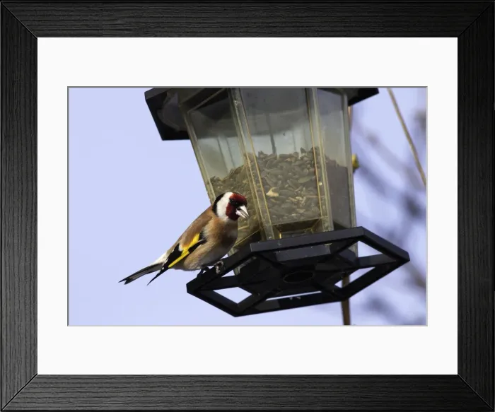 Framed Print : Goldfinch - at birdfeeder. Alsace - France Framed Print : Goldfinch - at birdfeeder. Alsace - France