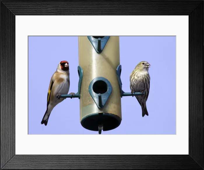 Framed Print : Goldfinch (Carduelis carduelis) and Serin (Serinus serinus) - at birdfeeder. Alsace - France Framed Print : Goldfinch (Carduelis carduelis) and Serin (Serinus serinus) - at birdfeeder. Alsace - France