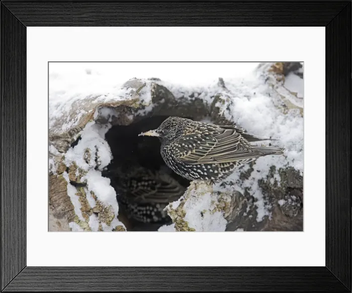 Framed Print : European Starling - in snow. Alsace - France